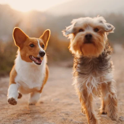 cani-che-corrono-felici-veterinario-sicilia