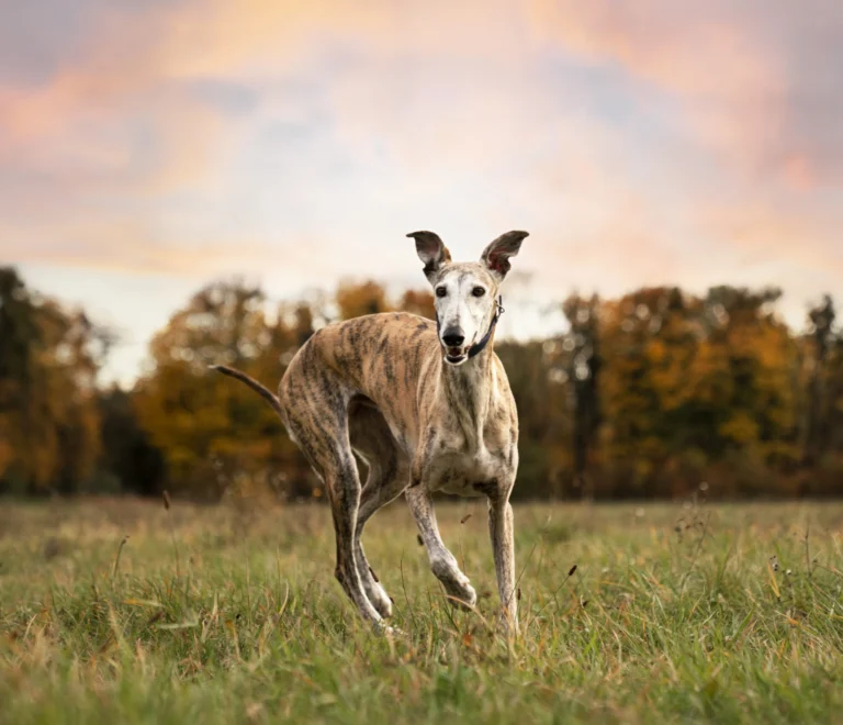 cane-levriero-che-si-gode-la-sua-passeggiata-veterinario-sicilia