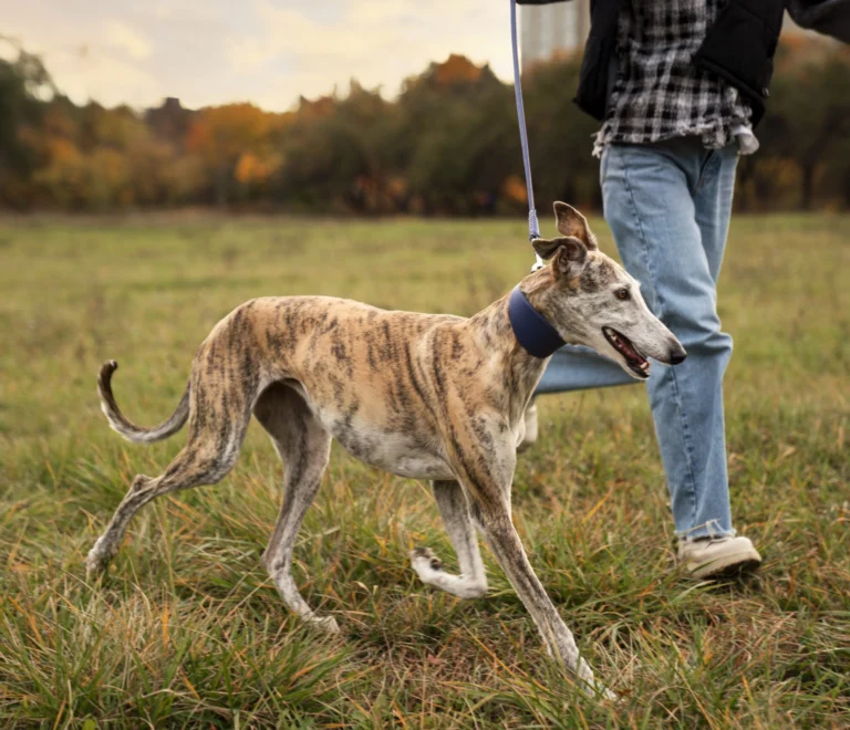 cane-levriero-che-si-gode-la-sua-passeggiata-veterinario-sicilia