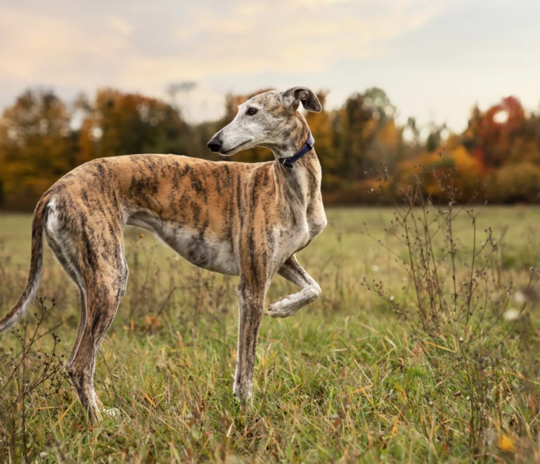 cane-levriero-che-si-gode-la-sua-passeggiata-veterinario-sicilia