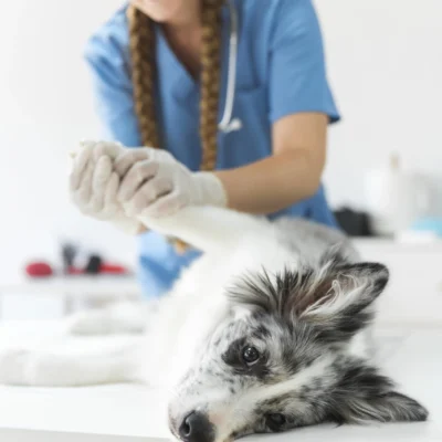 visita veterinario sicilia